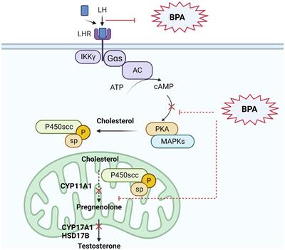 Endocrine disrupting chemicals and male fertility: from physiological to molecular effects